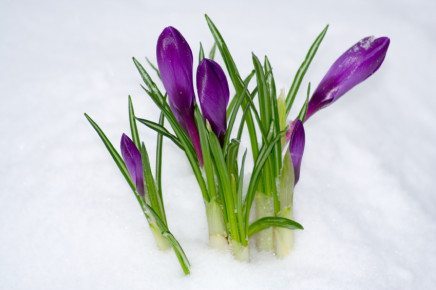 crocus flowers blooming in snow