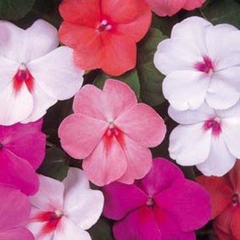 impatiens ImpatiensDazzlerPeacockBP