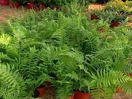 christmas fern christmas fern