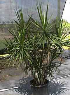 dracaena-marginata-14-exotic