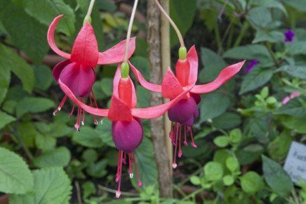 hanging fuschia hanging-flowers-3_medium