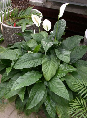 peace lily Peace Lily