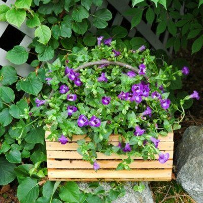 torenia purpletruggal