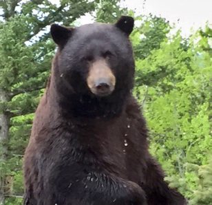 Black Bear photo